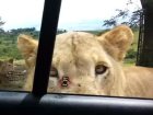 Increíble: Leona abre la puerta de un auto en un parque safari