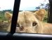 Lion Opens Car Door At Safari Park; Family Loses It