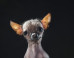 Hairless Dogs Photo Series Brings Attention To Ethical Breeding Practices