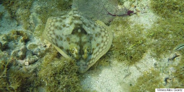 Filmmaker Turns His Lens On One Of The Last Healthy Reefs, Because 'We Have To Take Care Of It'