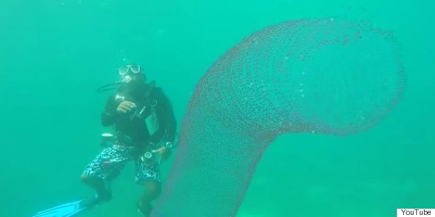Divers Meet Totally Trippy 'Unicorn Of The Sea'