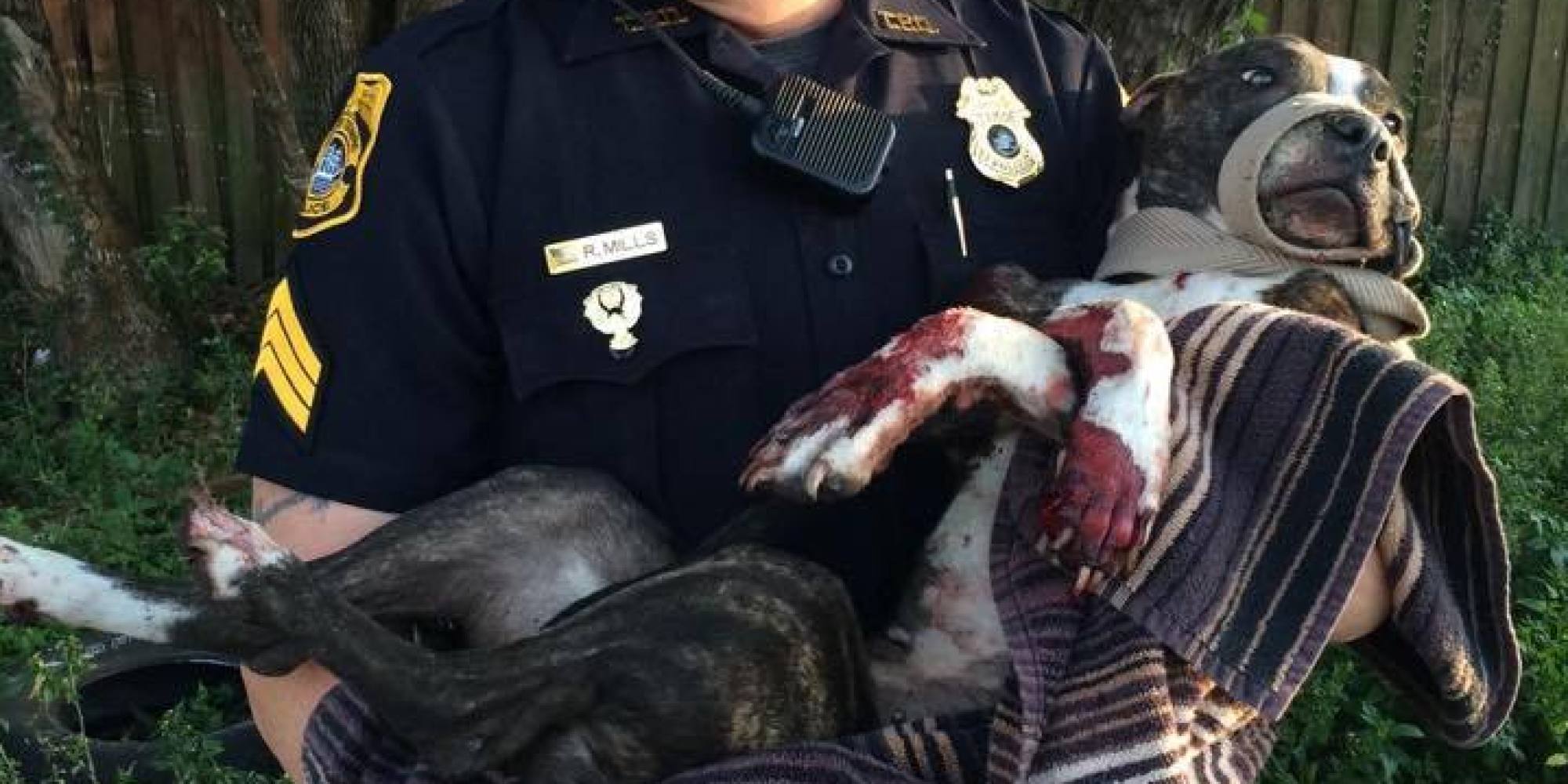 Cabela The Dog Shot, Tied To Railroad Tracks In Florida