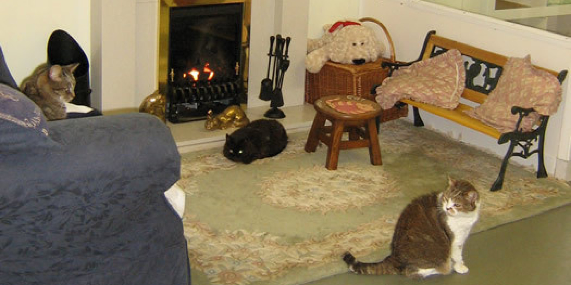 A Retirement Home Exists For Aging Cats, And It Looks Purr fectly Cozy