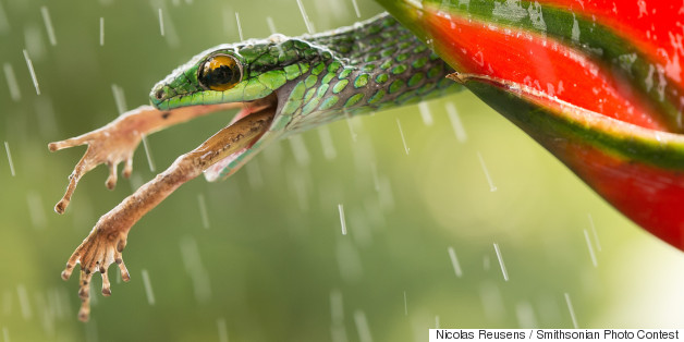 These Photo Contest Finalists Remind Us How Stunning The Natural World Really Is