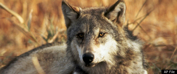 Idaho Wolves Disaster Emergency