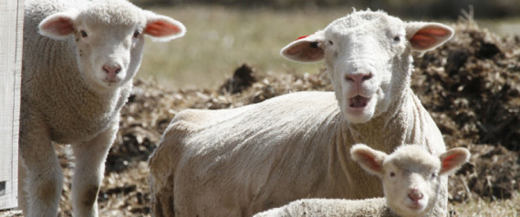 Kyrgyz Parliament Sheep Sacrifice