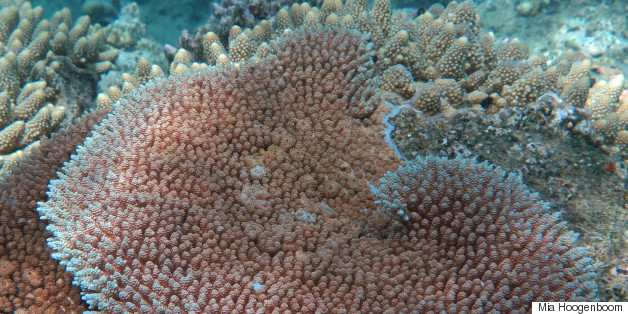 Here's How Your Toothpaste Might Be Killing Coral
