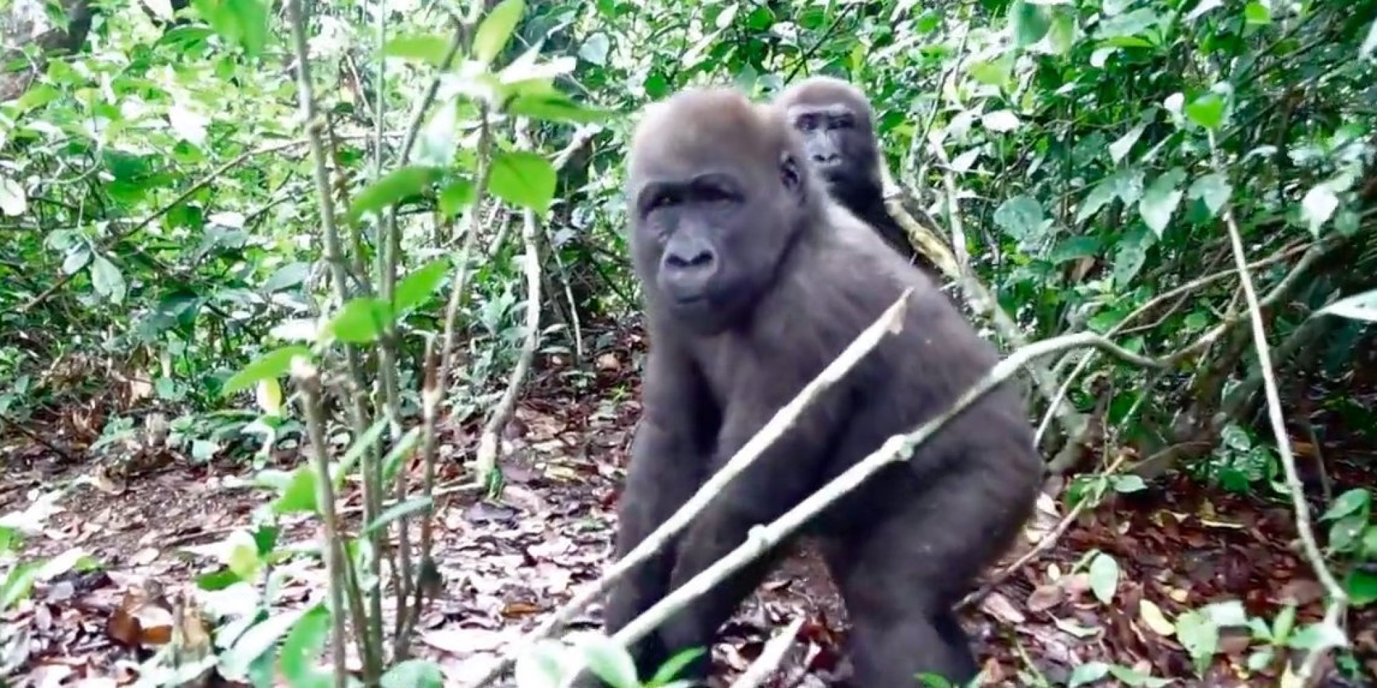 Eco Guards Work To Protect Gorillas In The Congo So They Won T Go