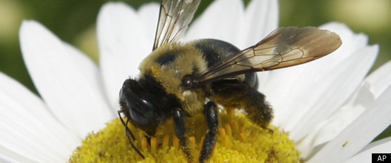 Killer Bees Kill Texas Couple