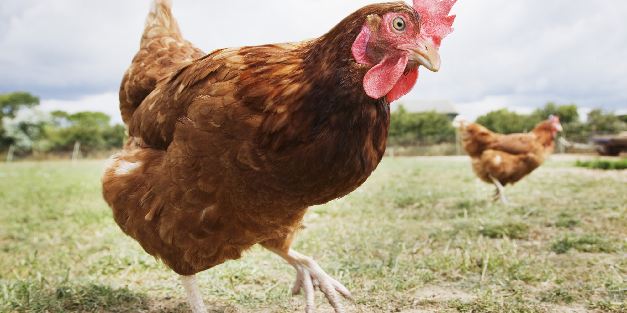 Ed Miliband Finally Calls David Cameron 'Chicken' Over Debates - HuffPost UK