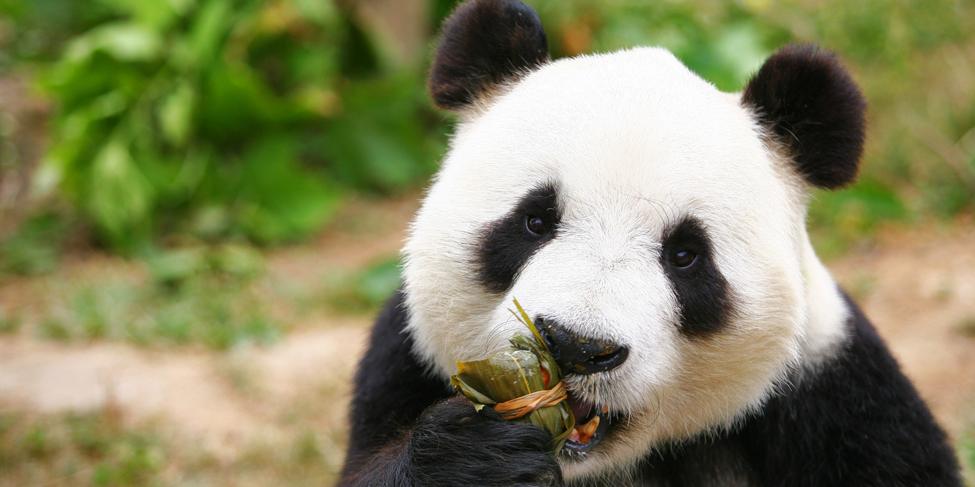 endangered-giant-panda-population-on-the-rise