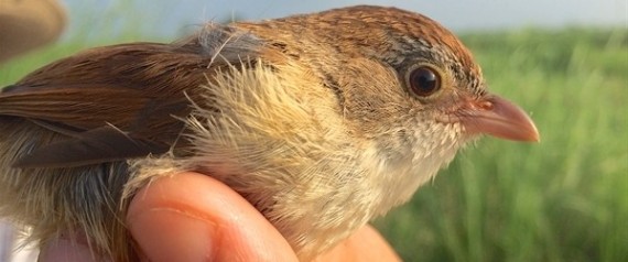 OISEAU RARE