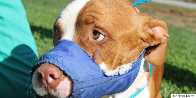 Rescue Center Takes In Alarming Number Of Dogs With Broken Jaws