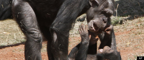 Chimp Lab