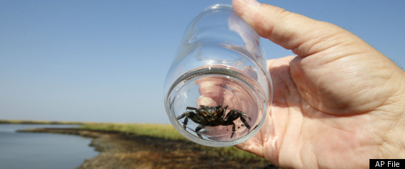Gulf Oil Spill Research