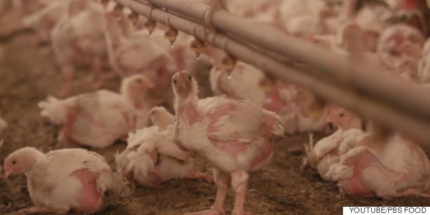 The Chickens You Eat Are Probably Pretty Darn Dirty