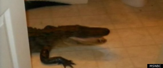 Alligator In Bathroom Florida