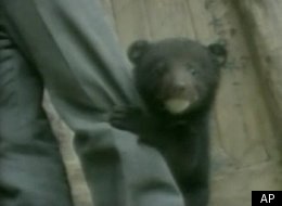 Bears In China