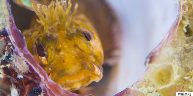 4 Years After Japan's Devastating Tsunami, Life Is Returning To The Sea