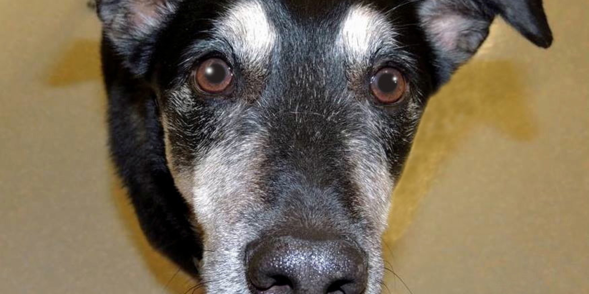 Frankie The Dog Can 'Sniff Out Thyroid Cancer With 88 Accuracy