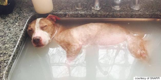 Rudy The Dog Deserves Every Second Of His Luxurious Bath