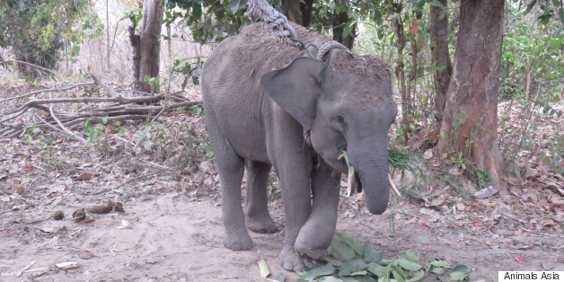 Young Elephant Rescued In Vietnam Given Another Shot At Life