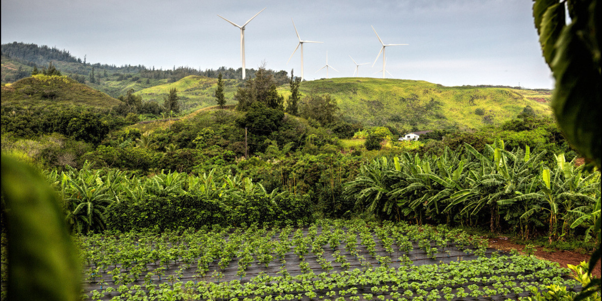 Lawmakers Struggle To Boost Hawaii�s Food Production