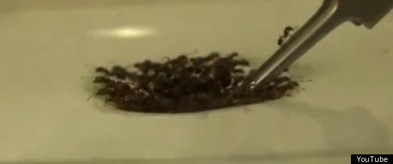 Fire Ant Raft