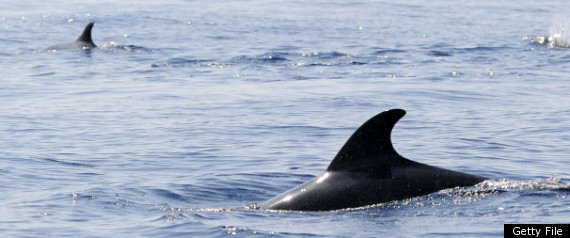 San Diego Dolphin Deaths Navy