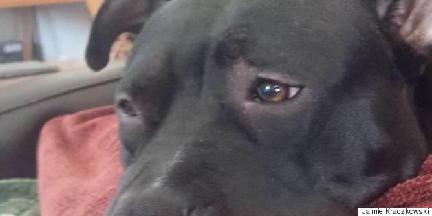 Pit Bull Credited For Protecting Owner From Domestic Violence Is Getting Kicked Out Of Town