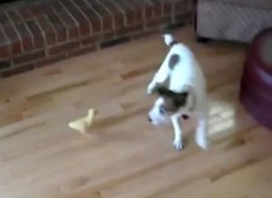 Ducklings Scares Dog