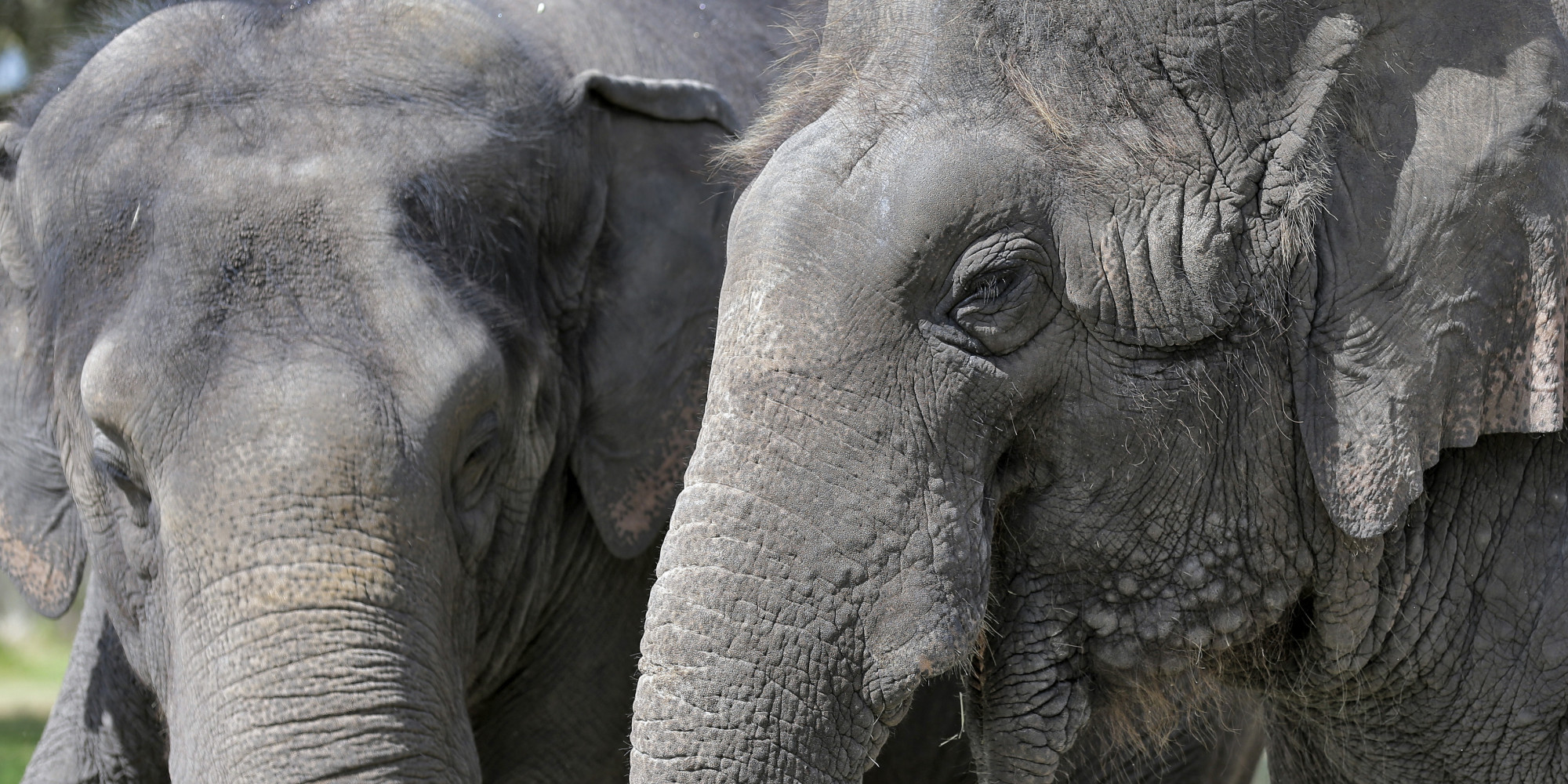 Preventing Extinction: U.S. Must Protect African Elephants as