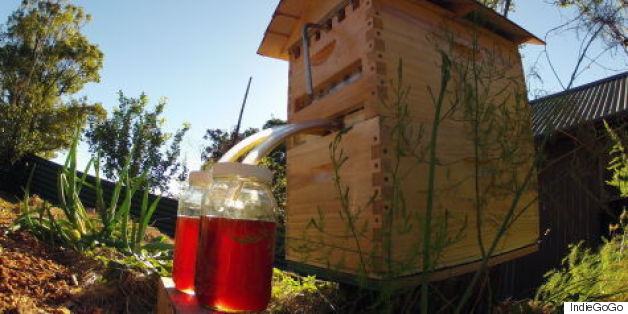 Skeptical Beekeeper Calls IndieGoGo Flow Hive 'Expensive Gimmick'