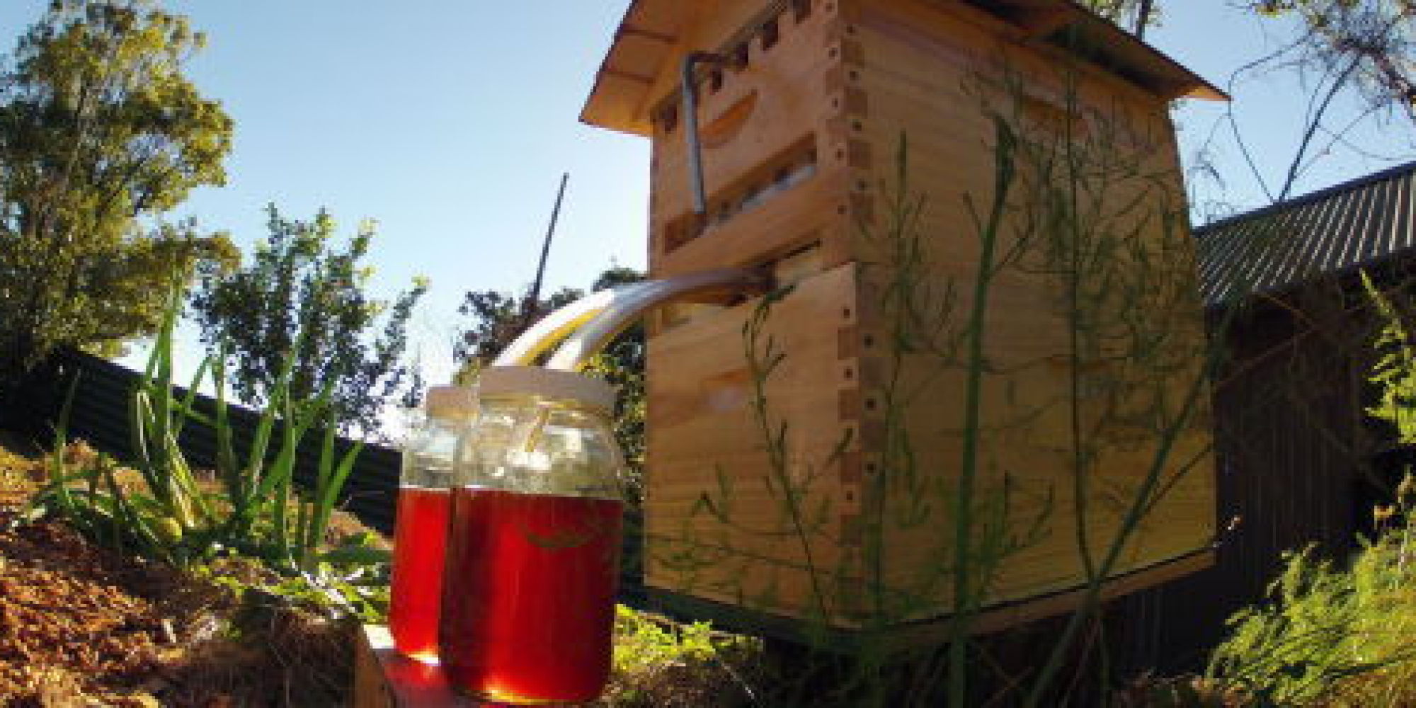 Beekeepers Are Skeptical About That 'Revolutionary' IndieGoGo Flow Hive ...