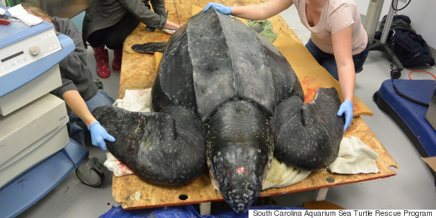 Aquarium Rushes To Save Stranded Leatherback Sea Turtle