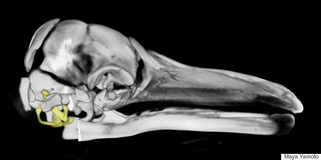 Scientists Discover Key Factor In How Whales Evolved