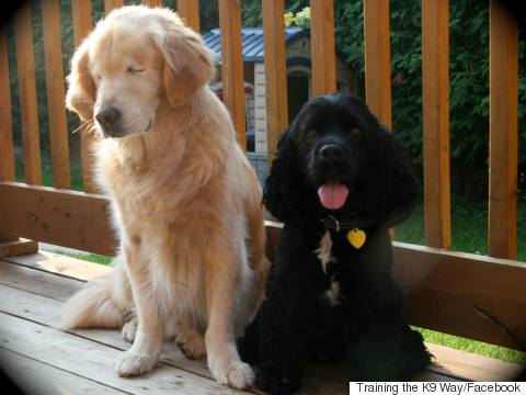 Nació sin ojos, pero trabaja como perro de terapia haciendo feliz a la gente