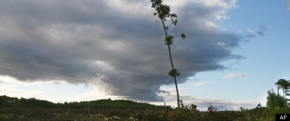 Deforestation