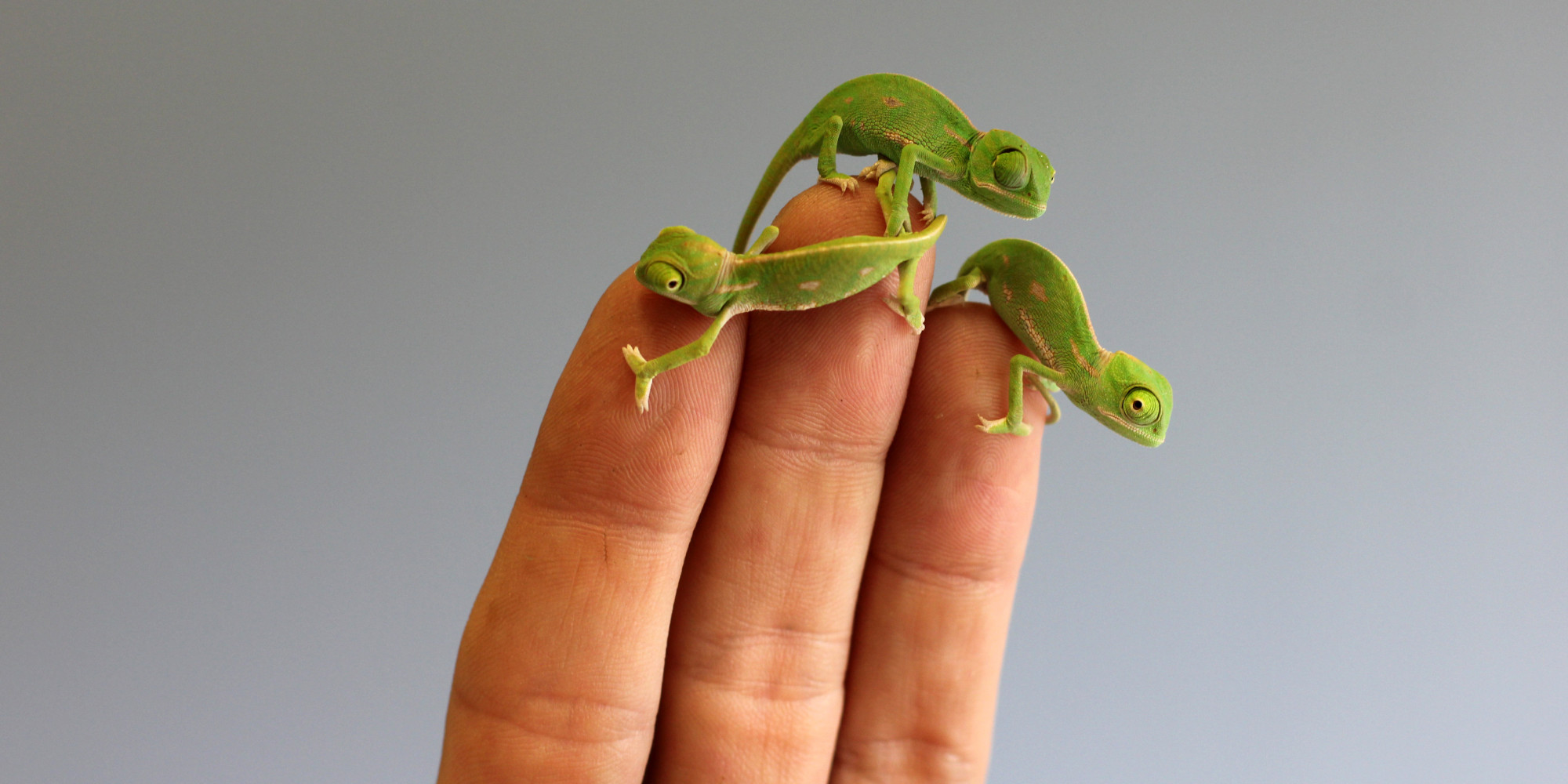 These Baby Chameleons Will Provide Your Daily Dose Of Squee | HuffPost