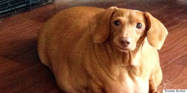 Dennis The Dachshund Loses 44 Pounds, Doesn't Eat Burgers And Pizza Anymore