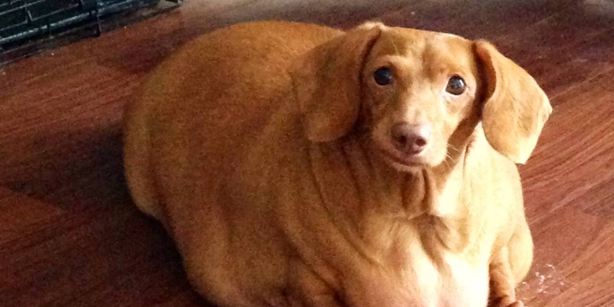 Dennis The Dachshund Loses 44 Pounds, Doesn't Eat Burgers And Pizza 