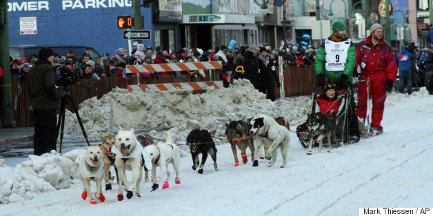 Blind Sled Dog Helps Musher Along Iditarod Route