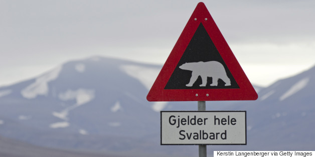 Island Visitors Warned To Stay Away Because Polar Bears Could Attack Them
