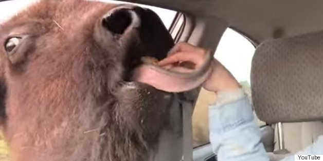 Adorable Bison Video Draws Attention To Animal Cruelty Accusations