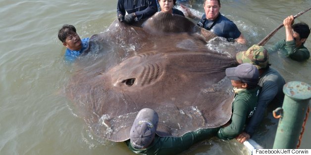 This Might Be The Largest Freshwater Fish Ever Caught