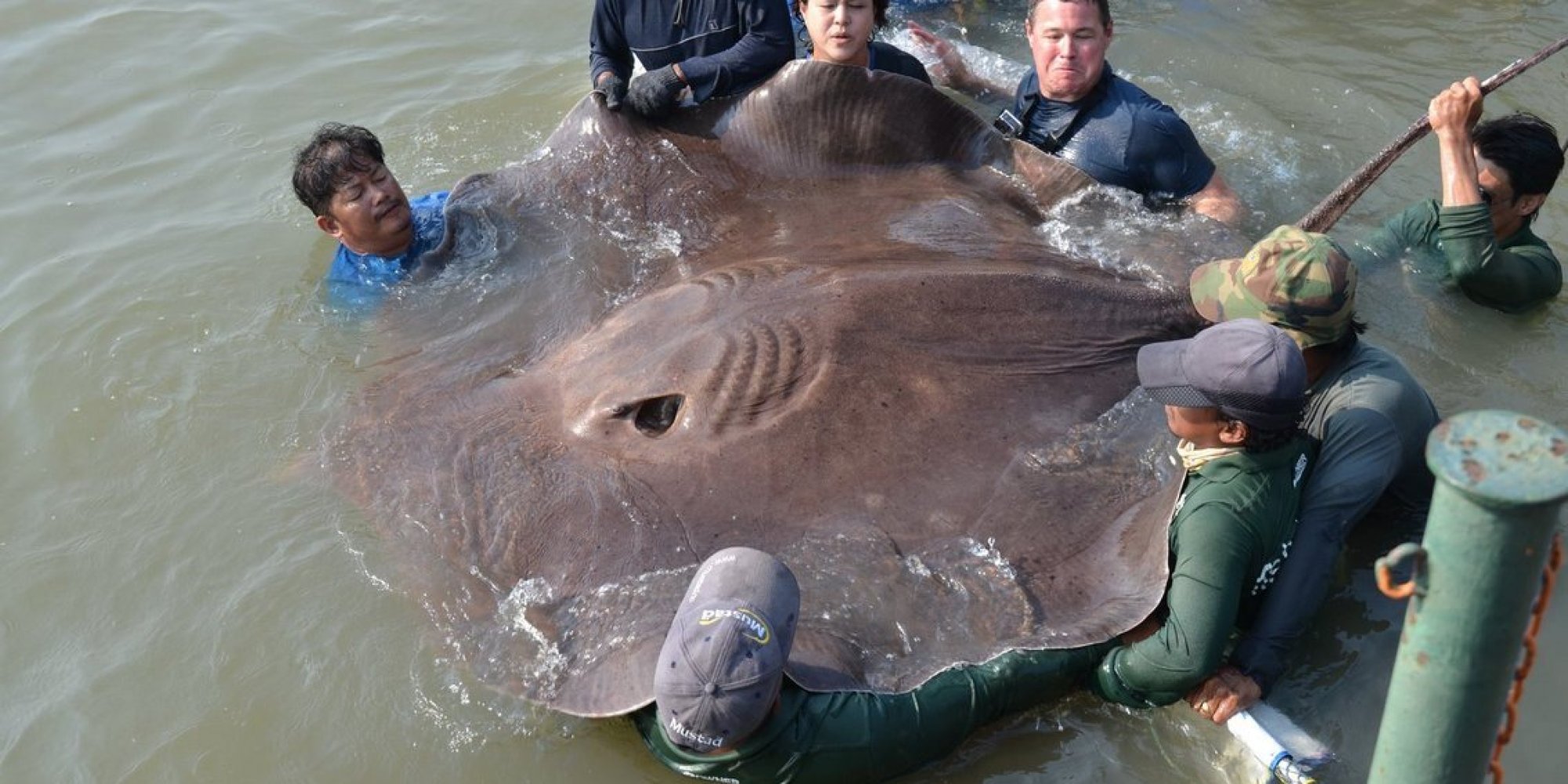 this-pregnant-stingray-might-be-the-largest-freshwater-fish-ever-caught