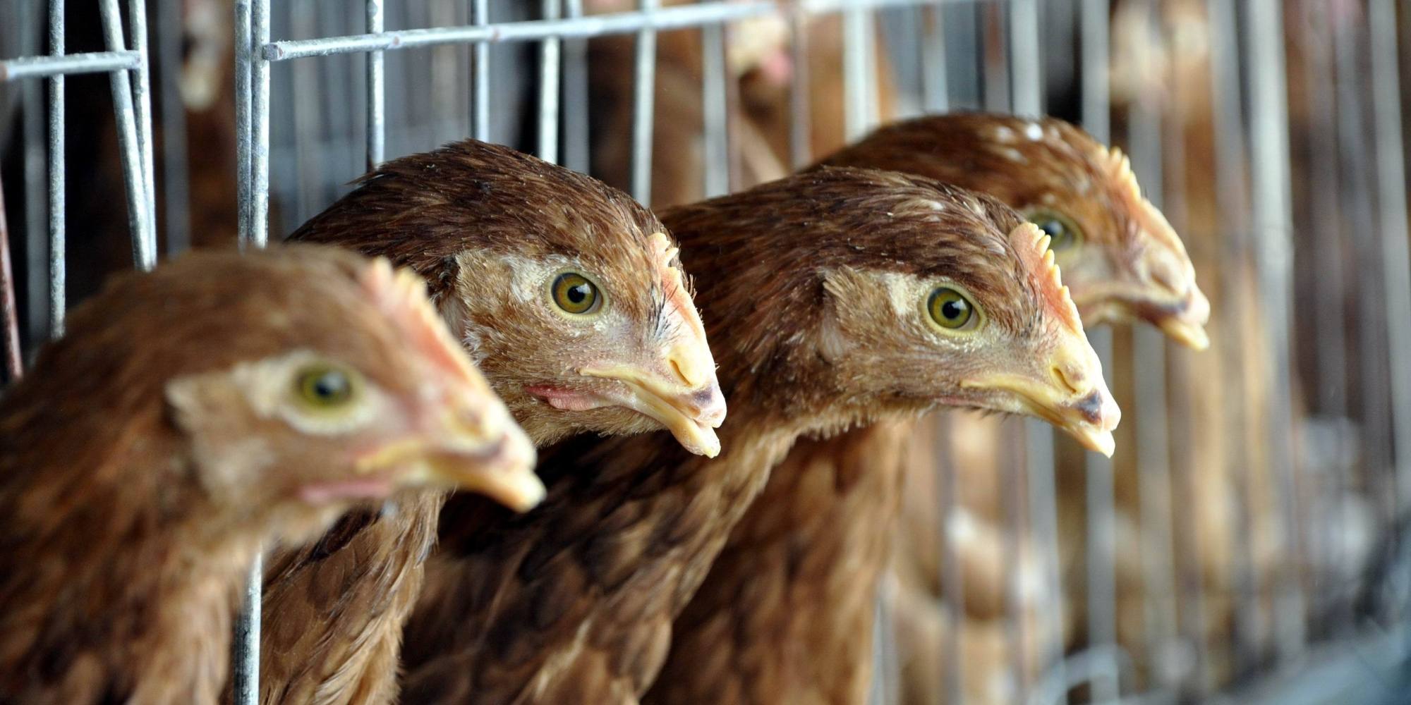 USDA Reports Virulent Strain Of Avian Flu In Kansas Poultry HuffPost