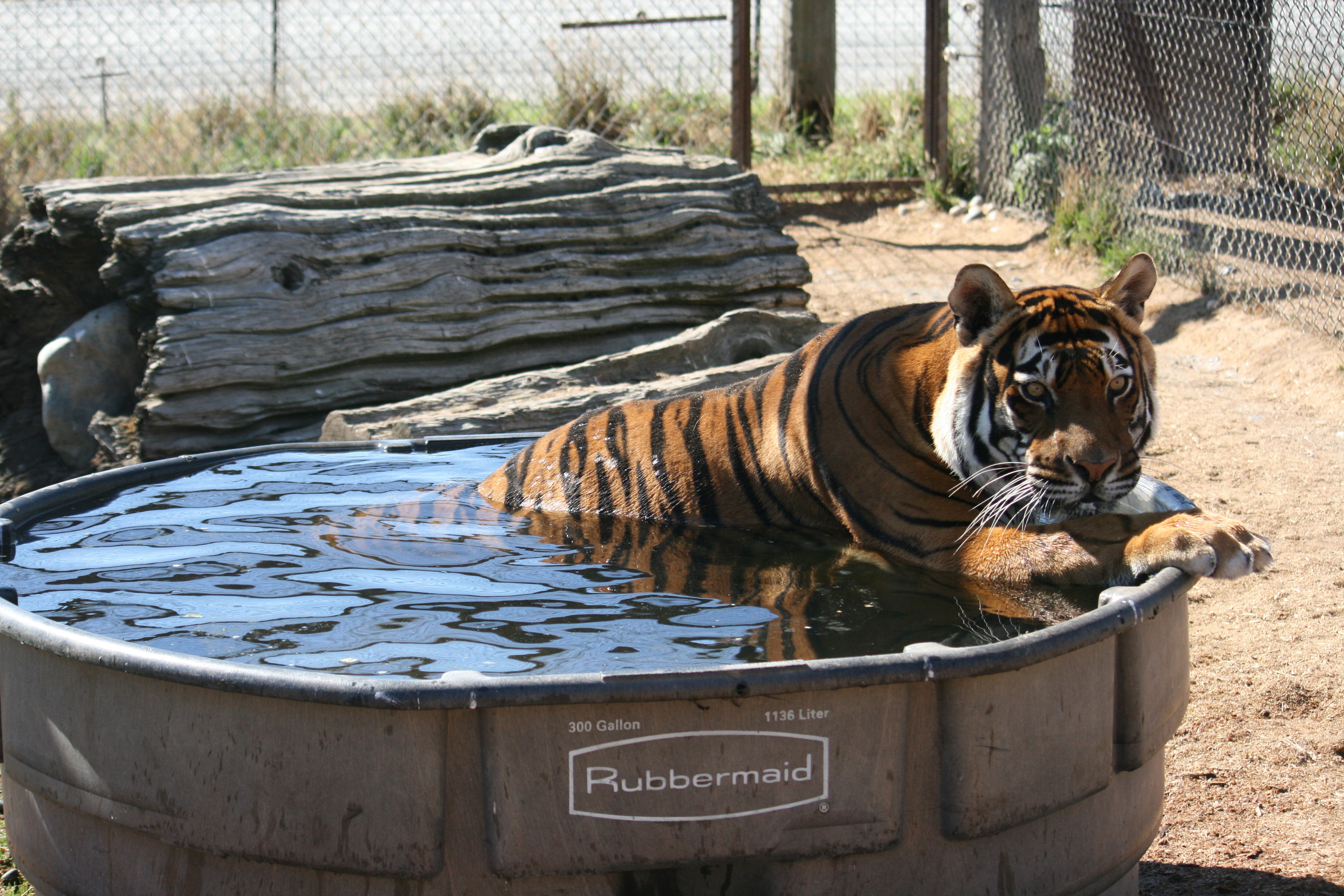 tigerpool