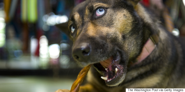 Your Dog Is Probably Eating A Lot Of Bull Penises