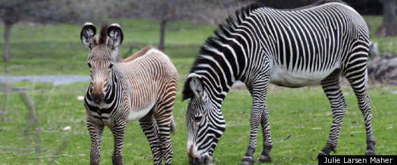 Baby Zebra